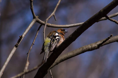 Chaffinch