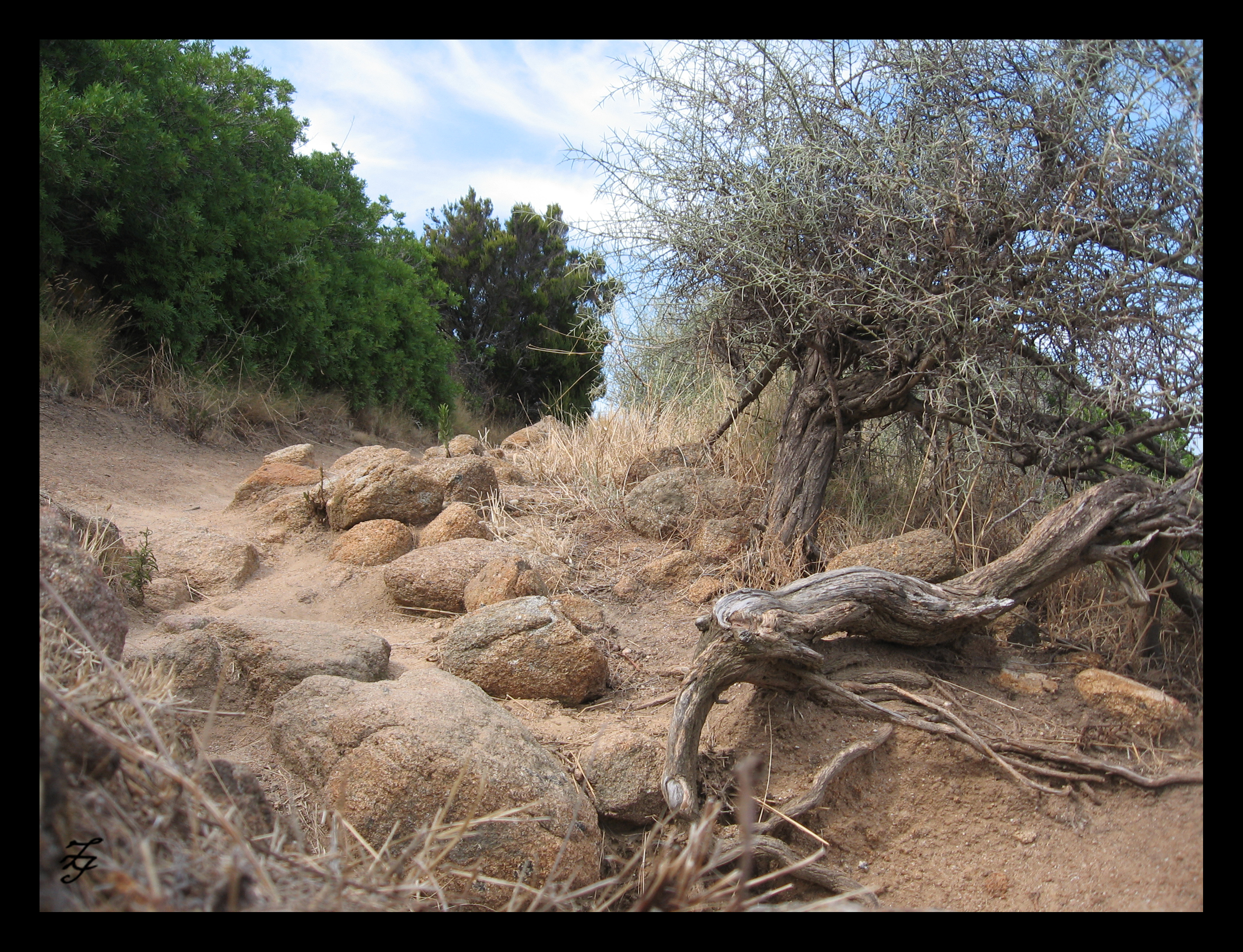 Thorny path