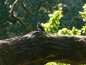 Sunbathing bird