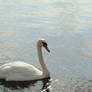 Swan's lake