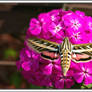 Whitelined Sphinx Moth-2007-4