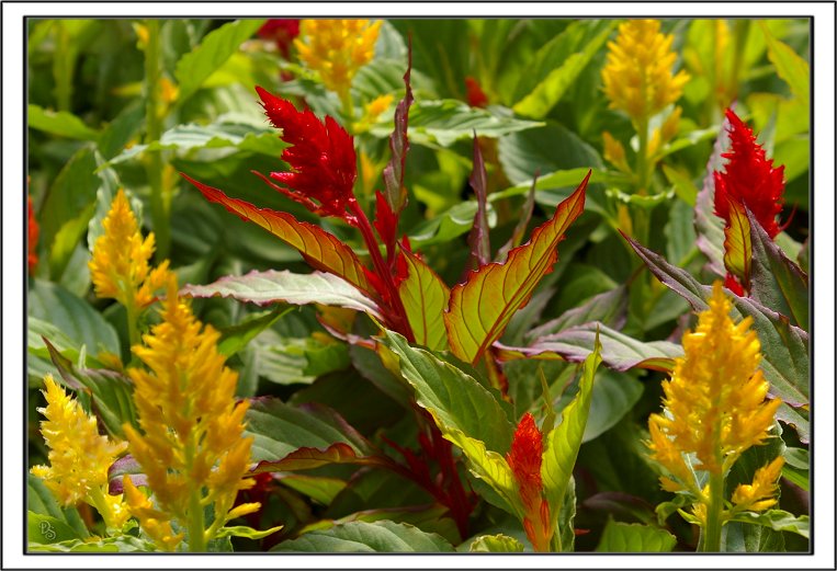 Celosia