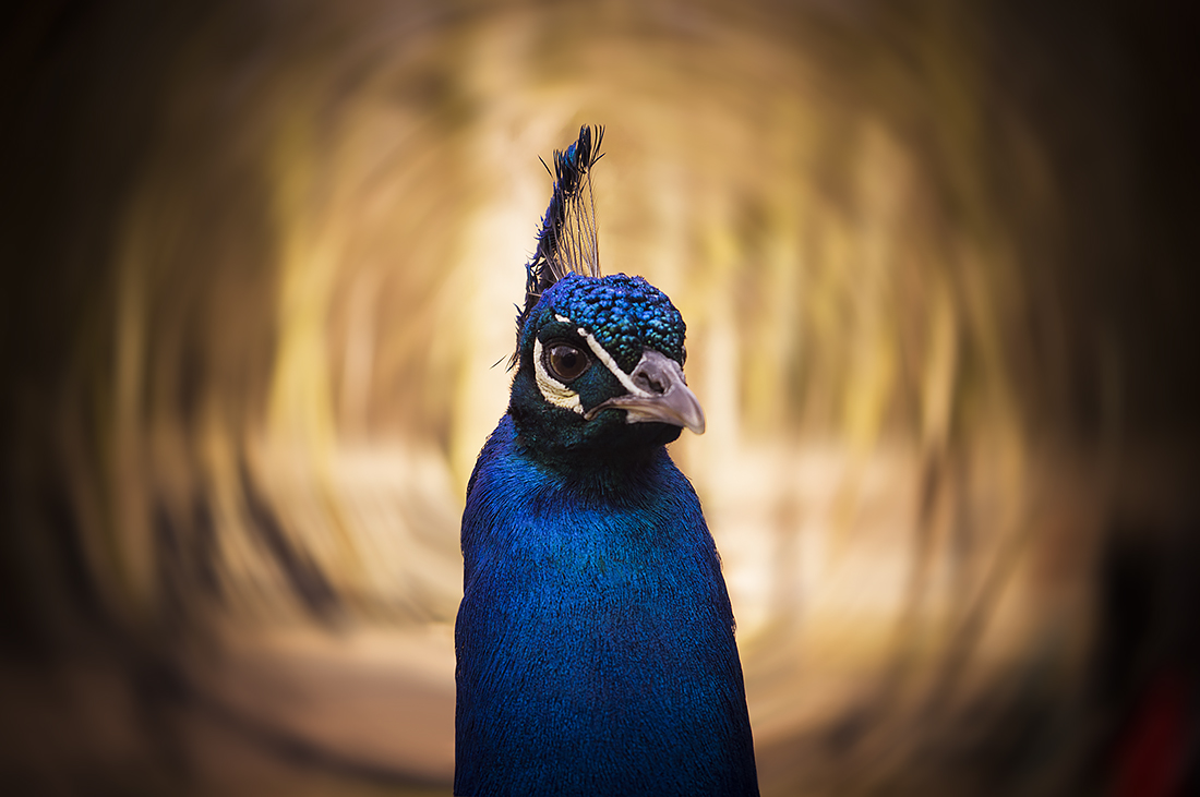 Peacock