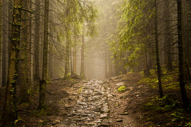 forest path