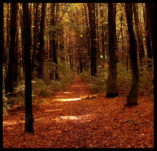 forest road in autumn