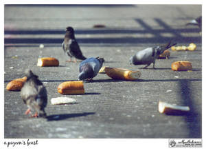 A Pigeon's Feast