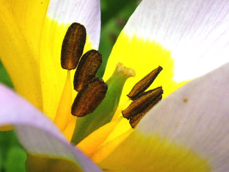 Tulipe