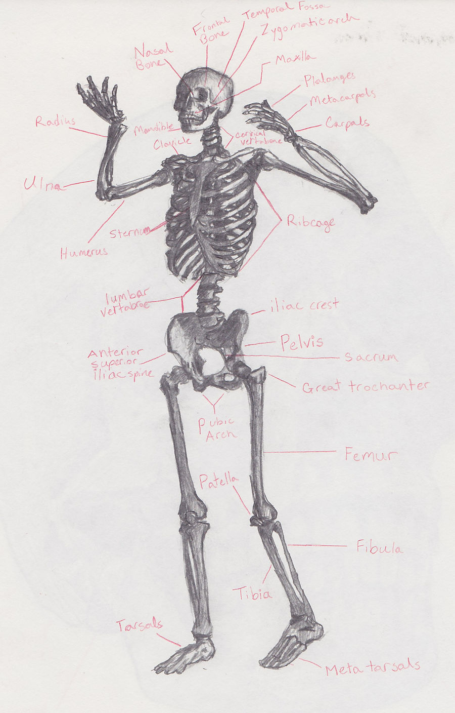 Skeleton Reference by robotrevolt on DeviantArt