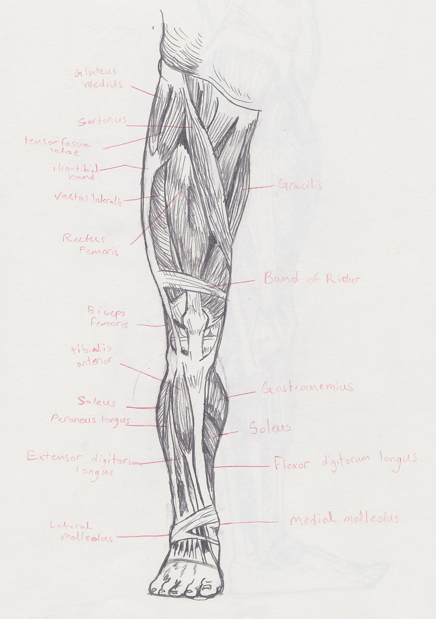 Frontal Leg Muscle Reference by robotrevolt on DeviantArt