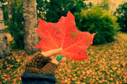 fall in love with the fall