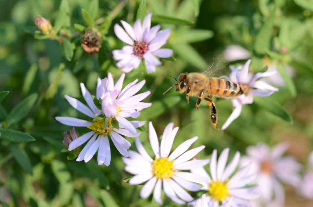 Flight of the Bumblebee