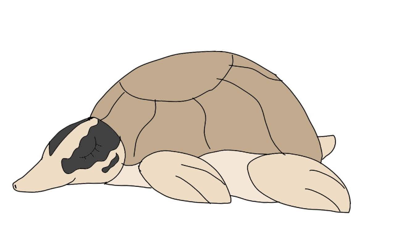 Deviantart Softshell Turtle Softshell Turtle Fakemon (1/26/22) by RubyBadger223 on DeviantArt