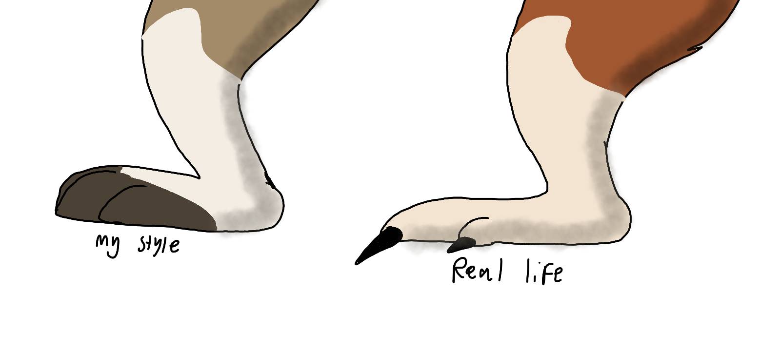 Kangaroo Feet Comparison By RubyBadger223 On DeviantArt