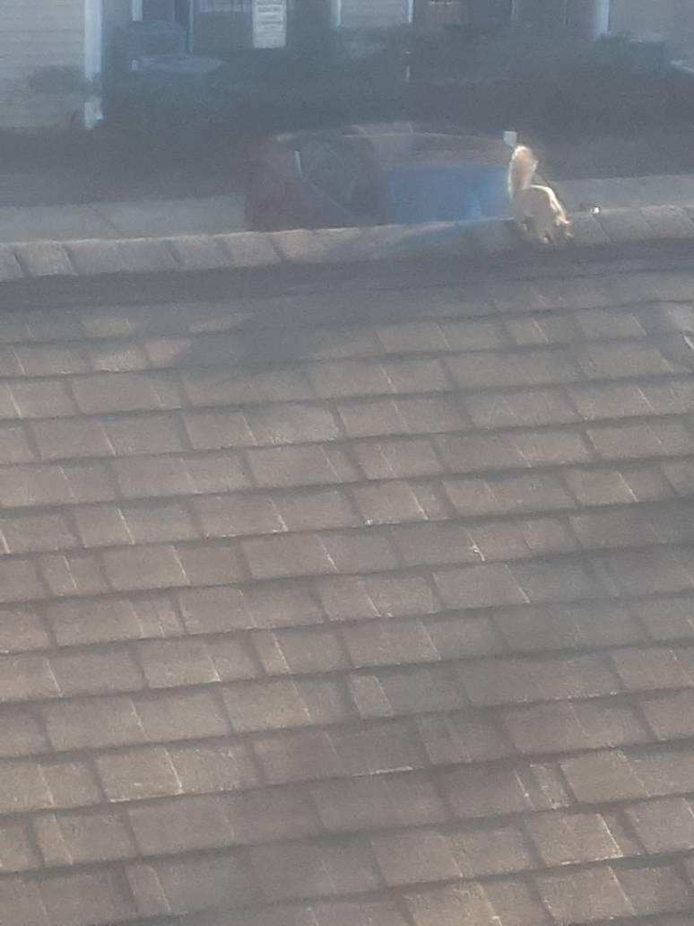 Rooftop Rodent by RubyBadger223 on DeviantArt