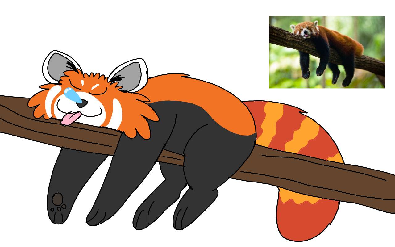 Red Panda Deviantart
