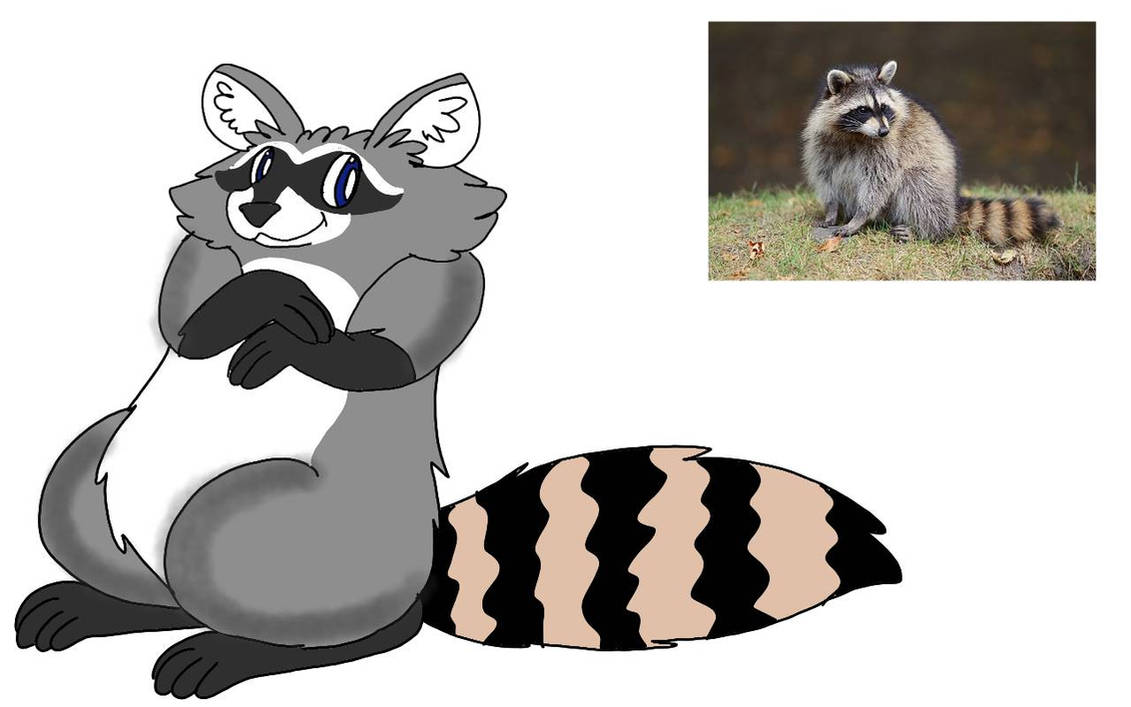 Raccoon by RubyBadger223 on DeviantArt