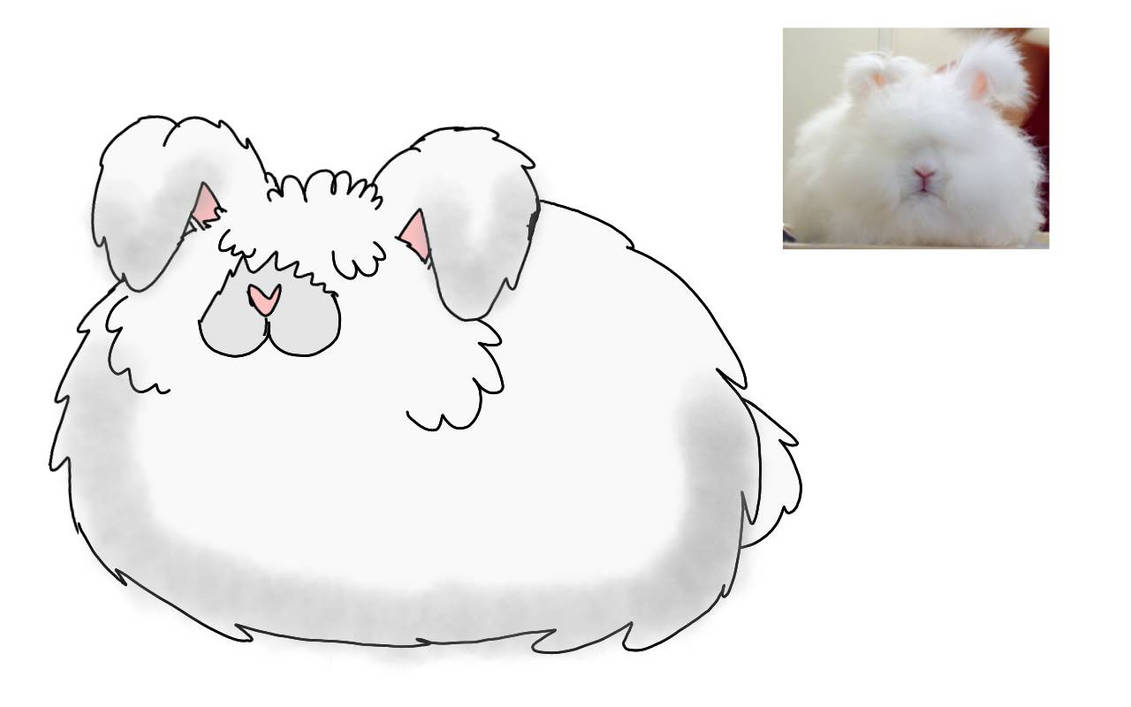 English Angora by RubyBadger223 on DeviantArt