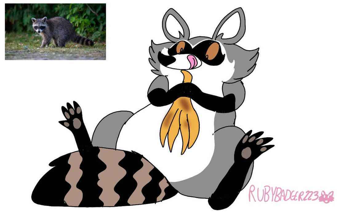 Deviantart Racoon Raccoon by RubyBadger223 on DeviantArt
