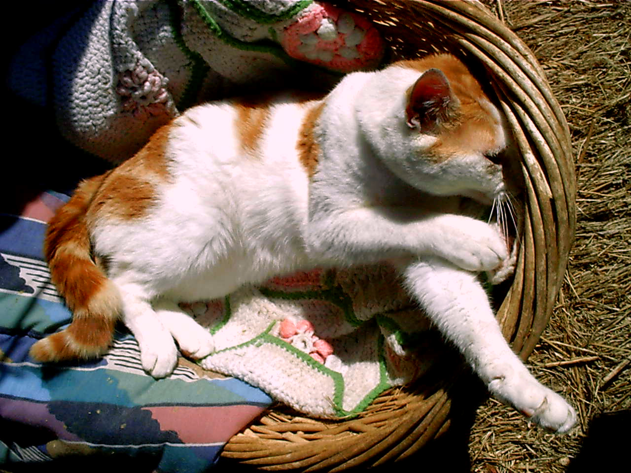 basket kitty 7