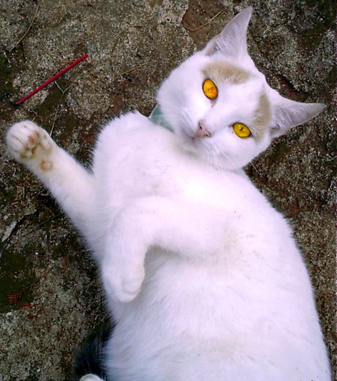 Blanco Brighteyes