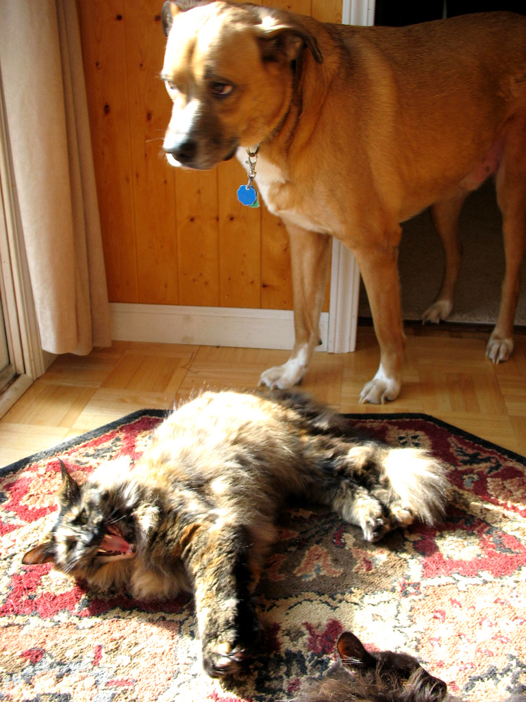 cats and dog 8