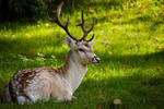 Bambi by cocker666