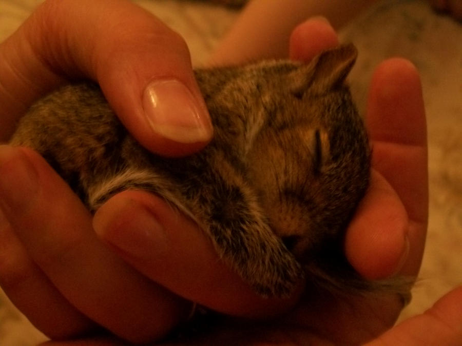 Baby Squirrel 2