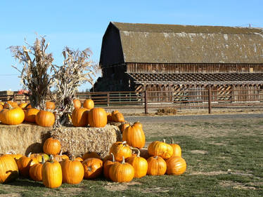 pumpkin patch.1