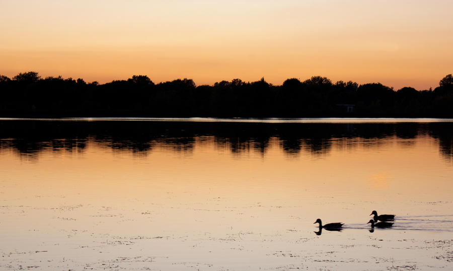 Duckies at Sunset