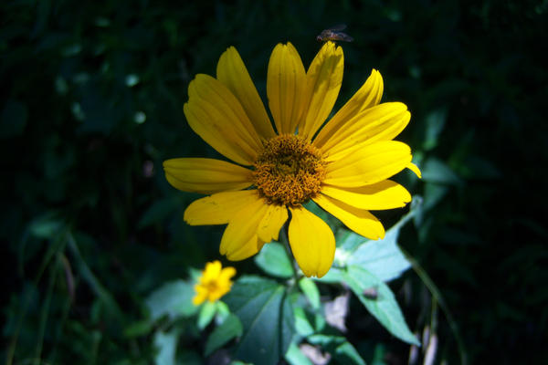 Magestic Yellow Flower