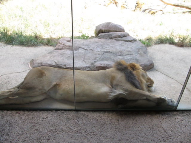 Lion Lay