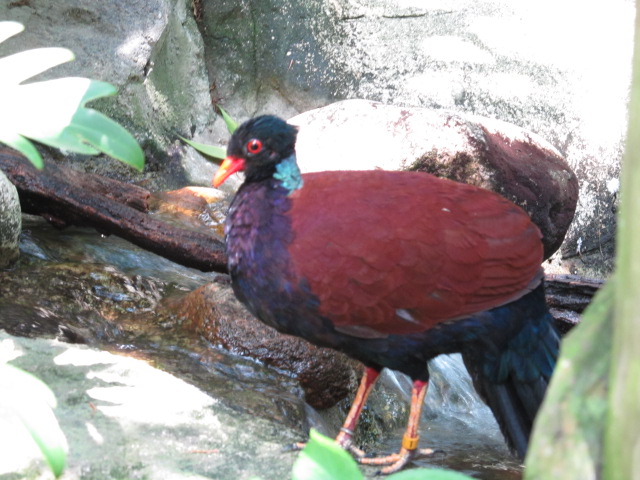 Colorful Bird