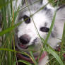 Grass Eating Misty