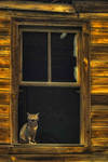 Cat in the window by ErkanKalenderli