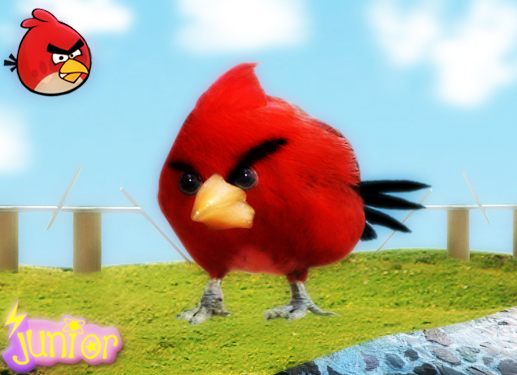 Real Life Angry Birds