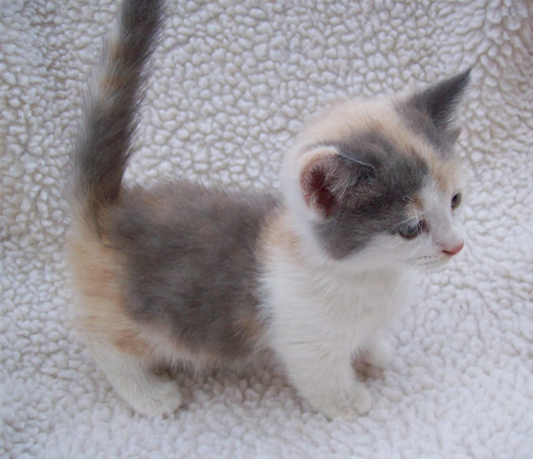 Calico Munchkin