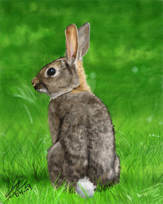 Whitetail Rabbit Rabbit On Meadow by RootMad on DeviantArt