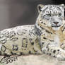 Traditional Digital Art, Snow Leopard.