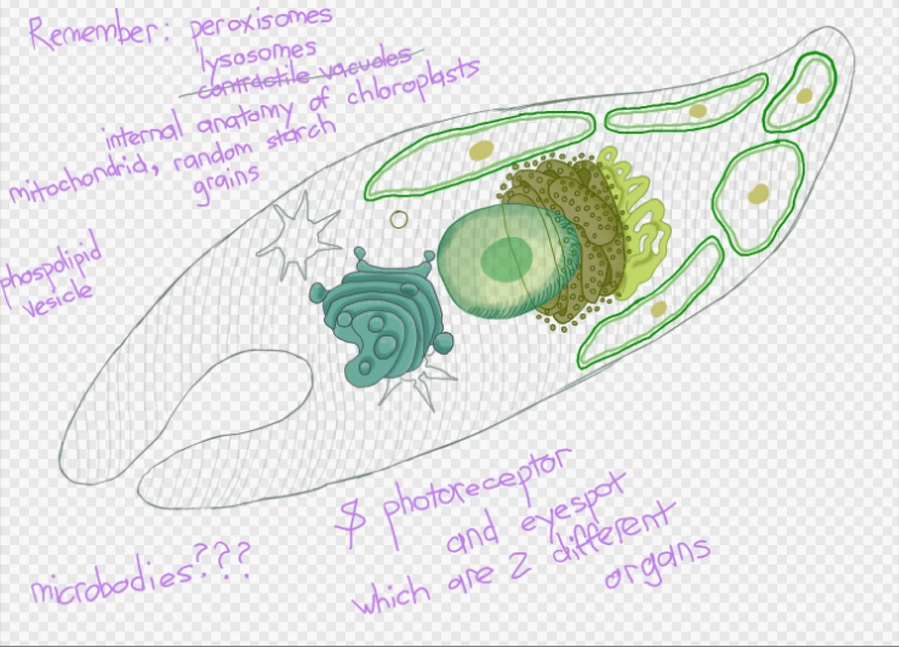 Protista by BryPKAlt on DeviantArt