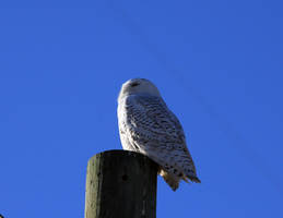 Snowy Owl on pole