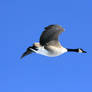 Canada Goose in Flight