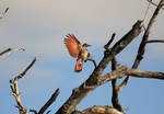 Northern Flicker in Flight by sgt-slaughter