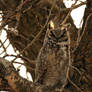 Great Horned Owl