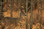 Golden sun bathed deer by sgt-slaughter