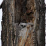 baby Great Horned Owls