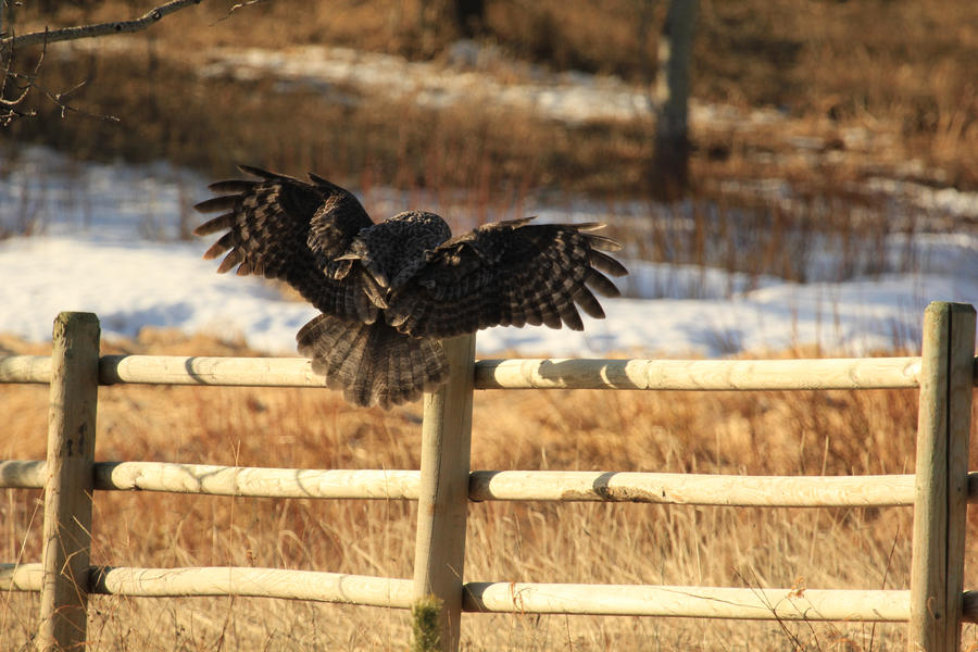 Great Grey Owl Landing