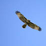 Red Tail Hawk flying