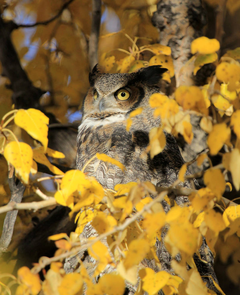 Autumn Owl