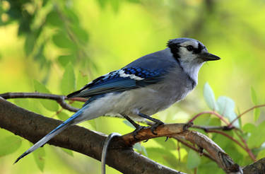 Blue Jay