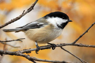 Black Capped Chickadee